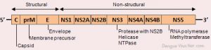 genome-structure